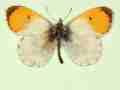 Anthocharis cardamines male (aberrant form nov 3) (Internet Image property of respective owner, non-commercial use only)